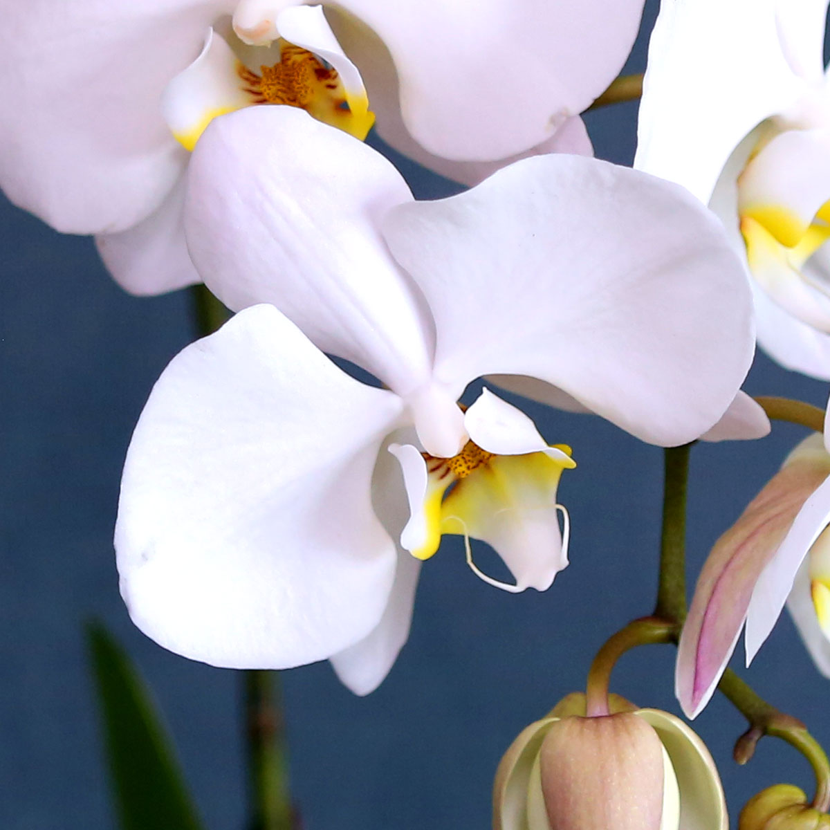 Office & Nature - Elegant white ()  ɹ