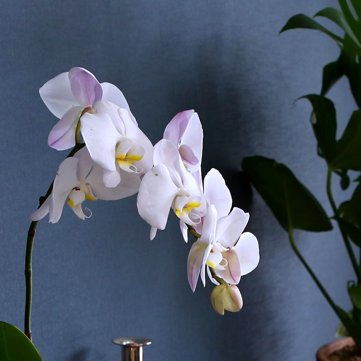 Office & Nature - Elegant white ()  ɹ