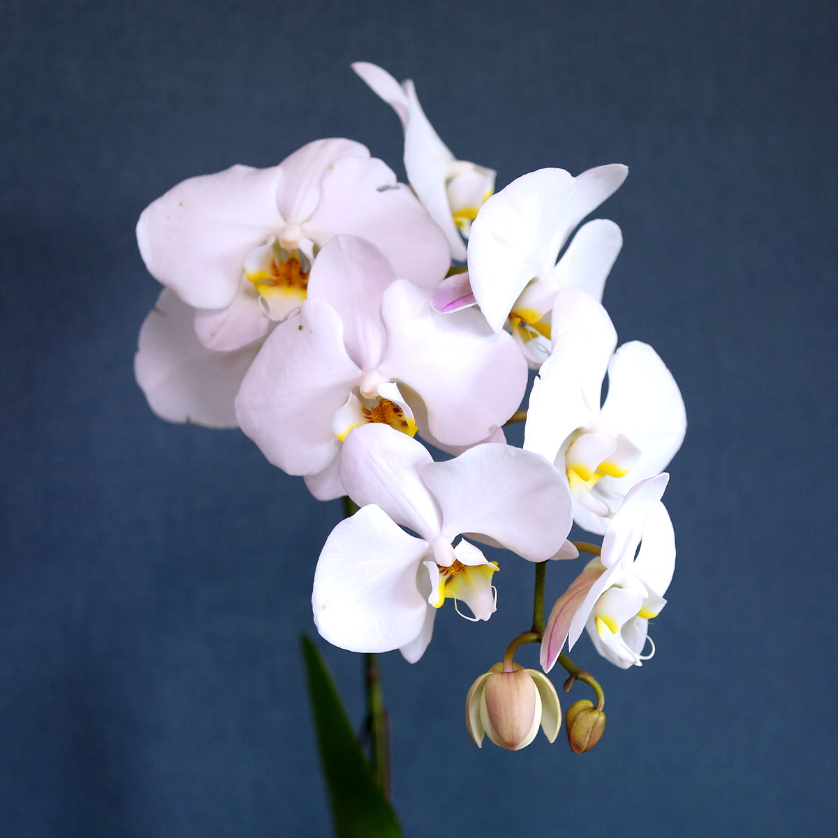 Office & Nature - Elegant white ()  ɹ