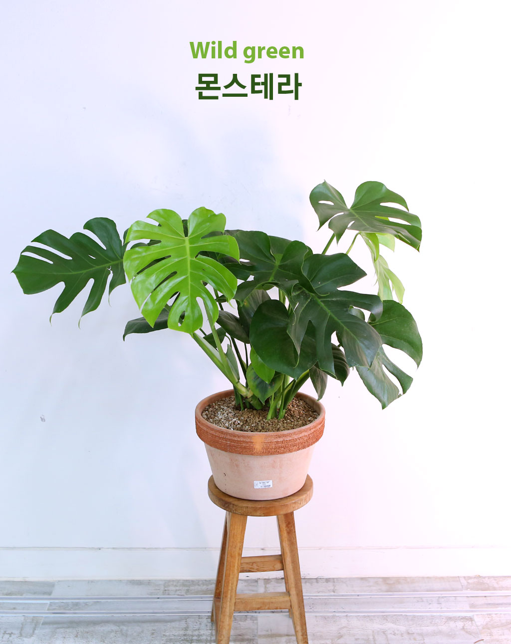 Wild green ¸ó½ºÅ×¶ó ²ÉÁý ²É¹è´Þ