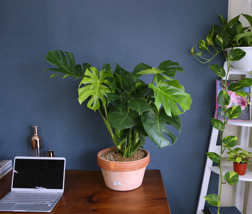 Wild green ¸ó½ºÅ×¶ó ²ÉÁý ²É¹è´Þ