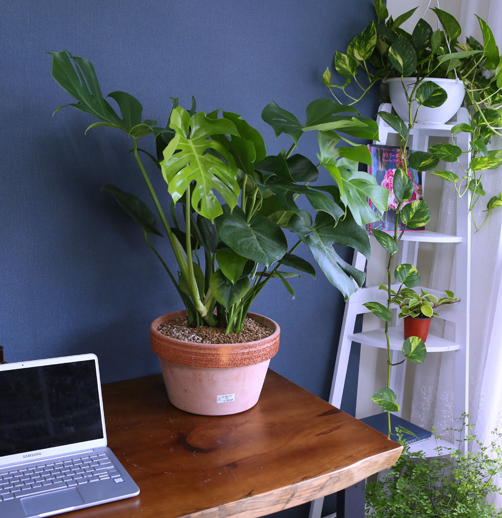 Wild green ¸ó½ºÅ×¶ó ²ÉÁý ²É¹è´Þ