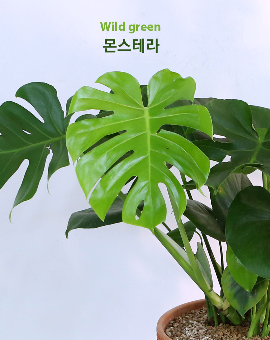 Wild green ¸ó½ºÅ×¶ó ²ÉÁý ²É¹è´Þ