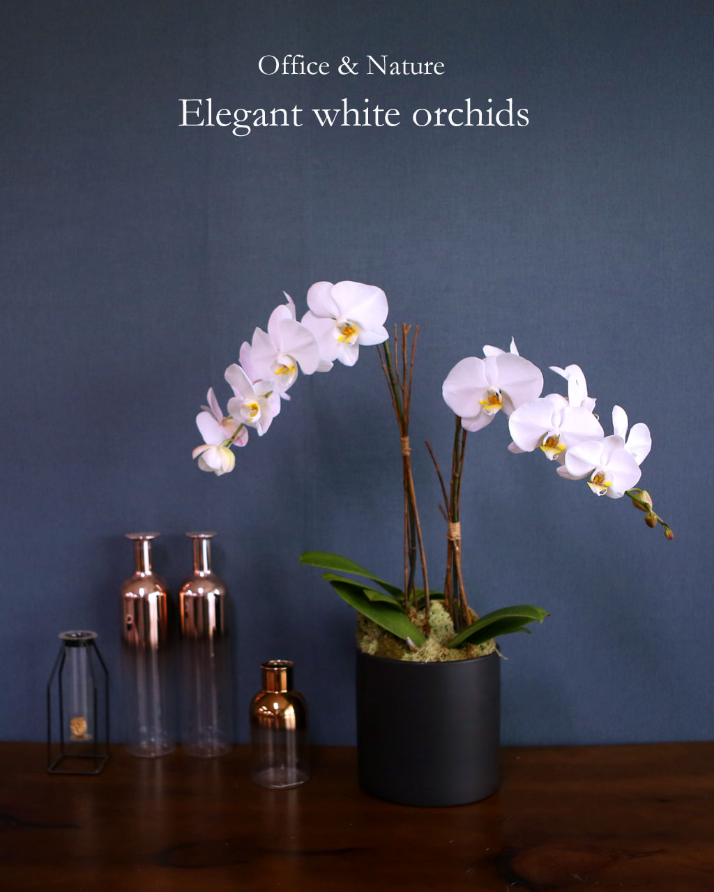 [ ] Office & Nature Elegant white orchids  ɹ