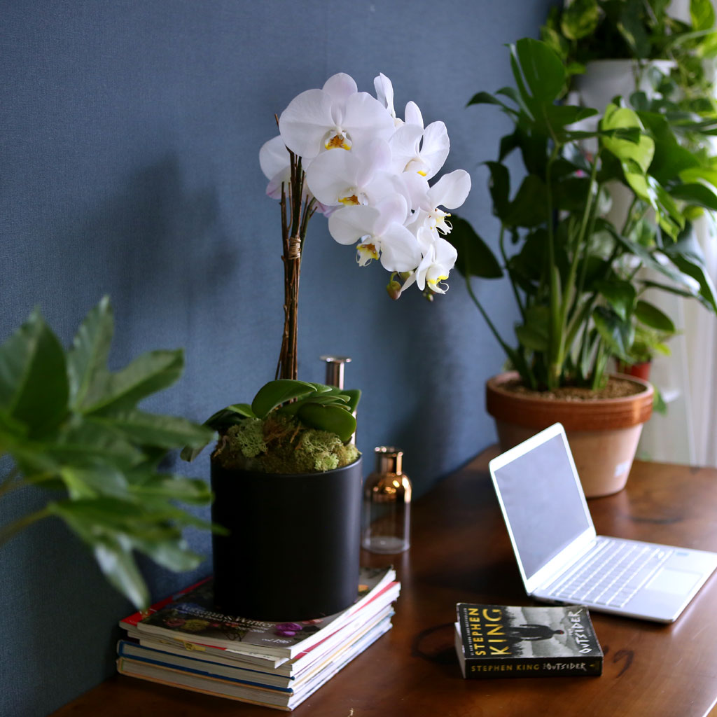 [ ] Office & Nature Elegant white orchids  ɹ