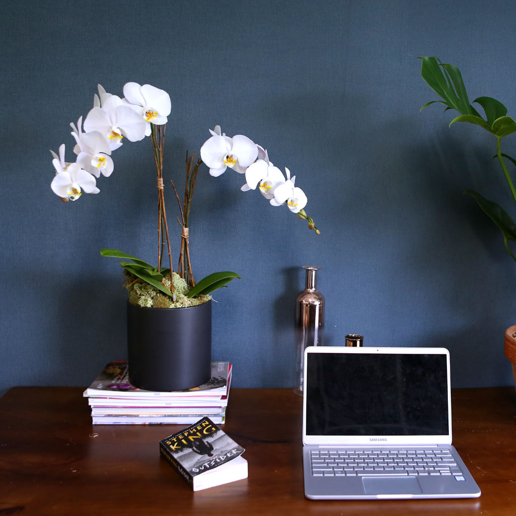 [ ] Office & Nature Elegant white orchids  ɹ