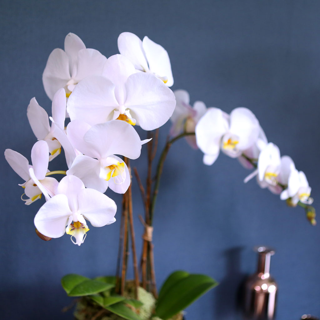 [ ] Office & Nature Elegant white orchids  ɹ