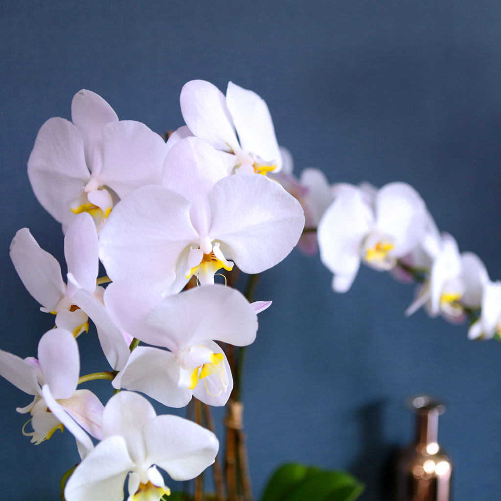 [ ] Office & Nature Elegant white orchids  ɹ