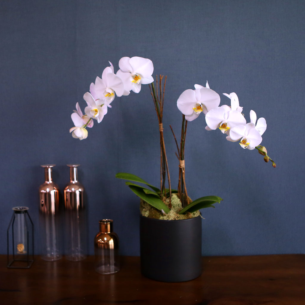 [ ] Office & Nature Elegant white orchids  ɹ