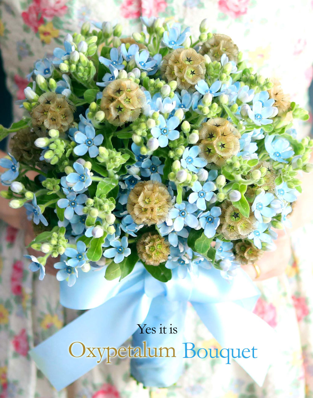 Yes it is   Oxypetalum  Bouquet  ɹ