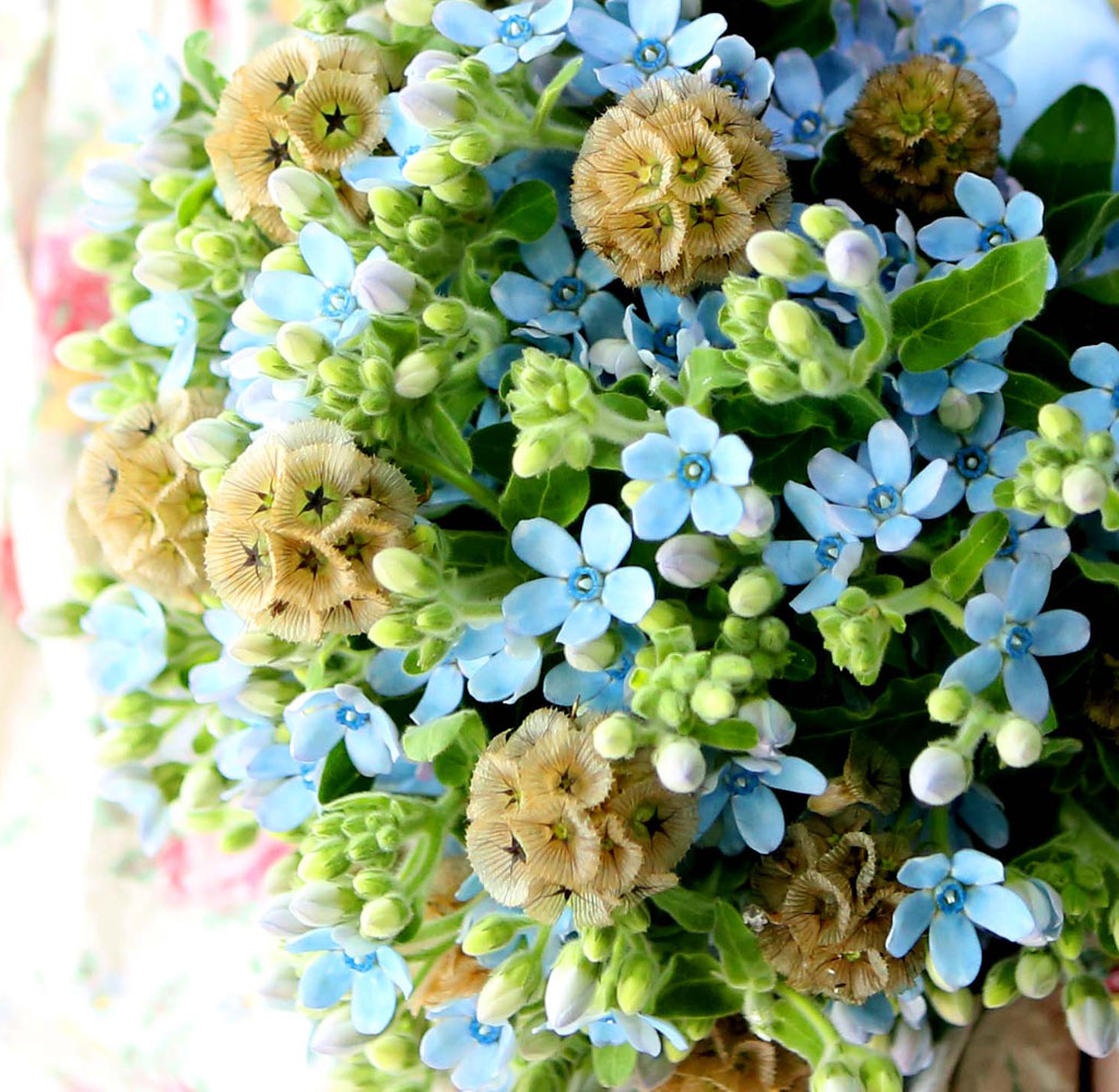 Yes it is   Oxypetalum  Bouquet  ɹ