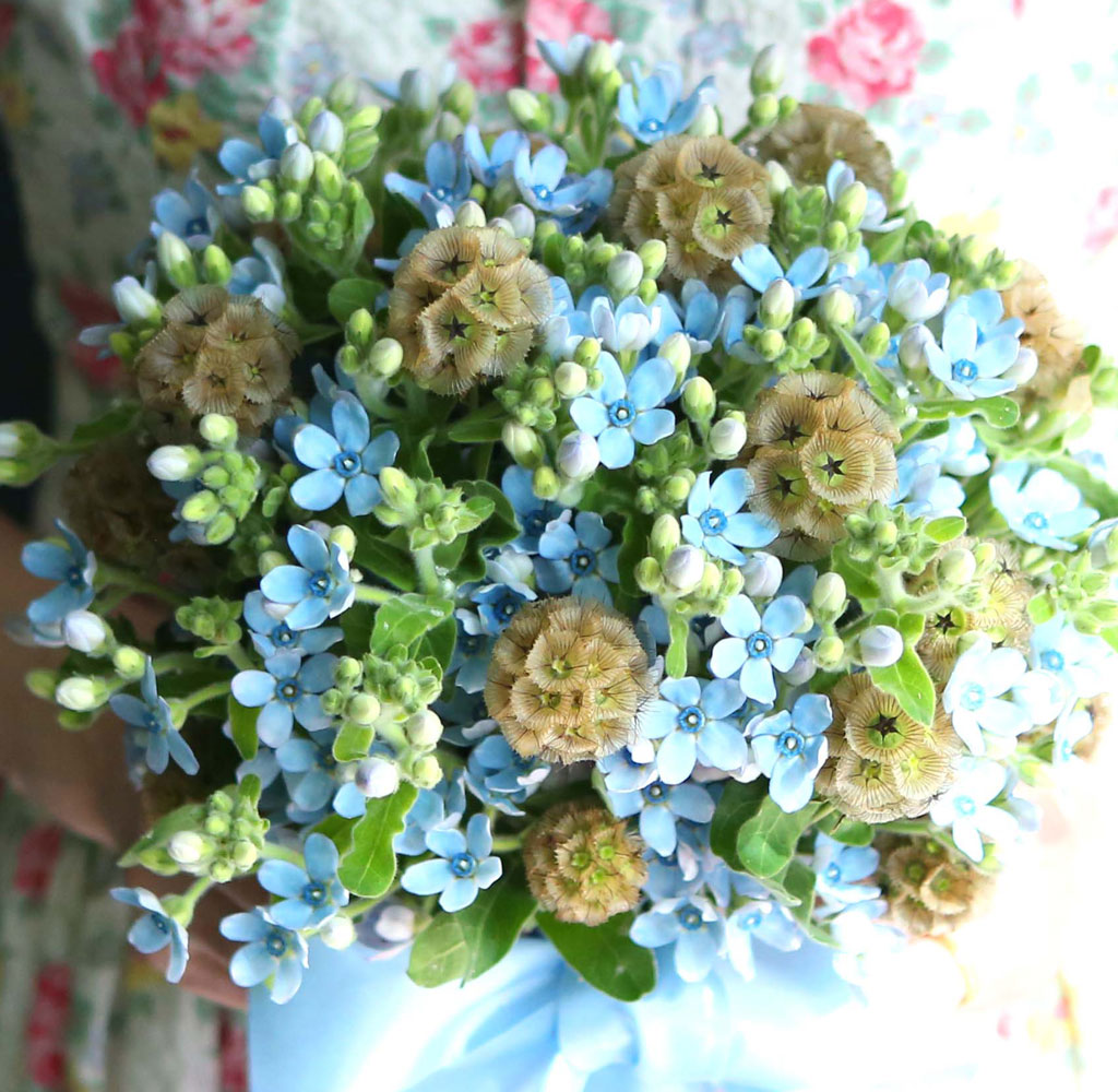 Yes it is   Oxypetalum  Bouquet  ɹ