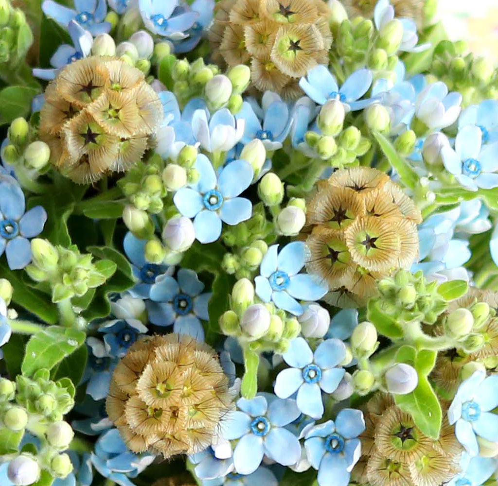 Yes it is   Oxypetalum  Bouquet  ɹ