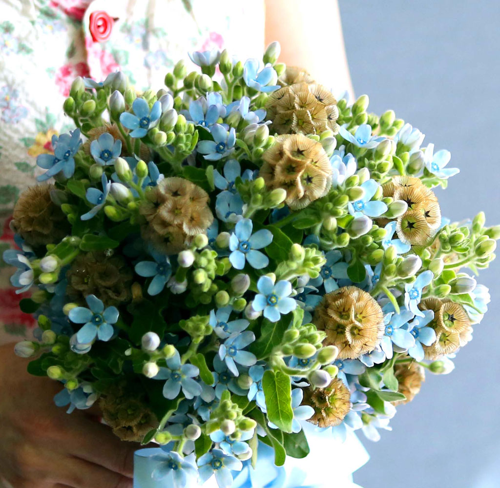 Yes it is   Oxypetalum  Bouquet  ɹ