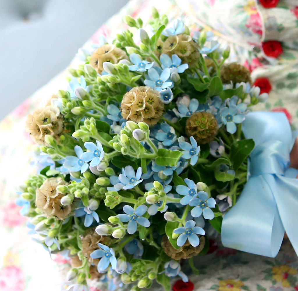 Yes it is   Oxypetalum  Bouquet  ɹ