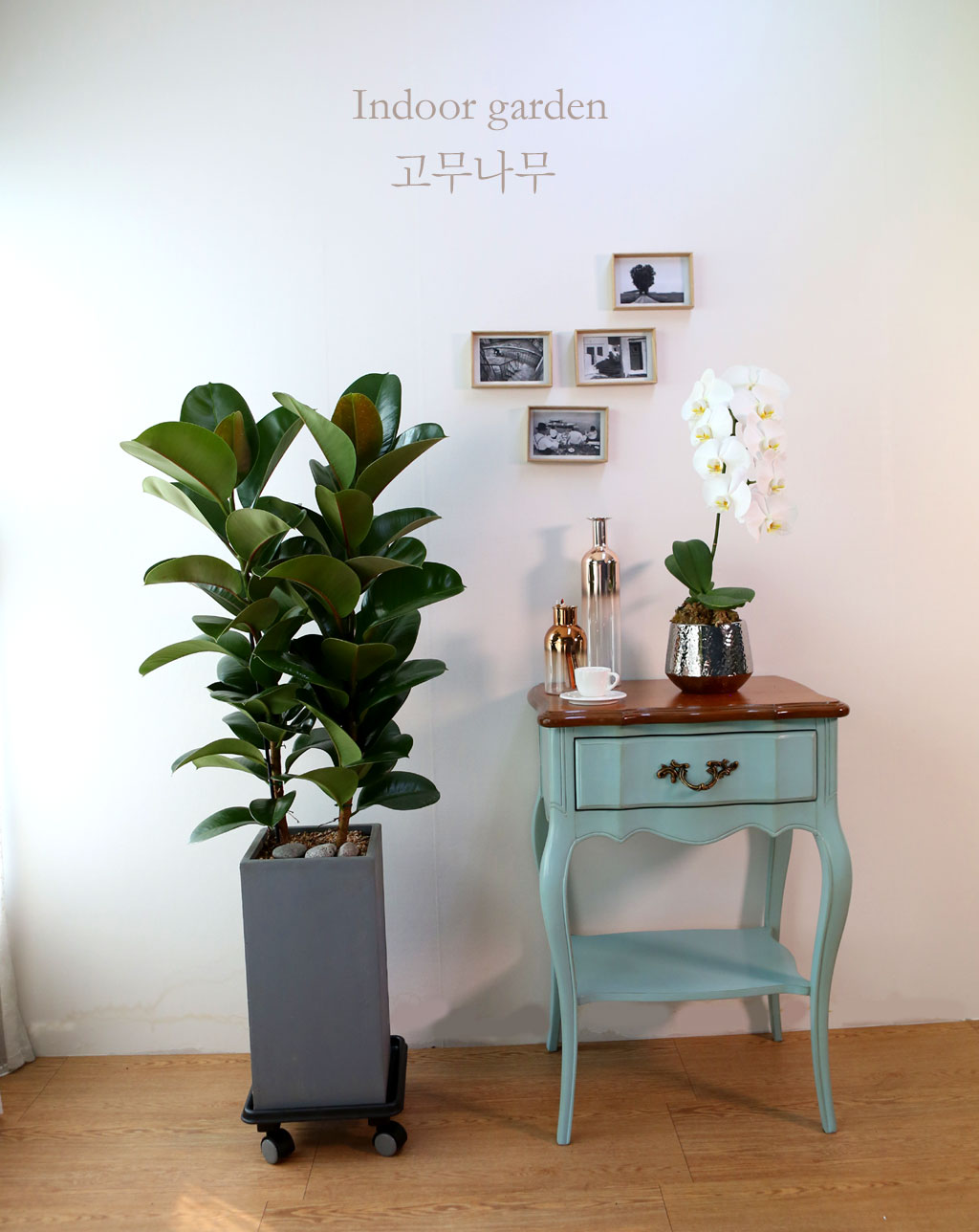 Indoor garden °í¹«³ª¹«