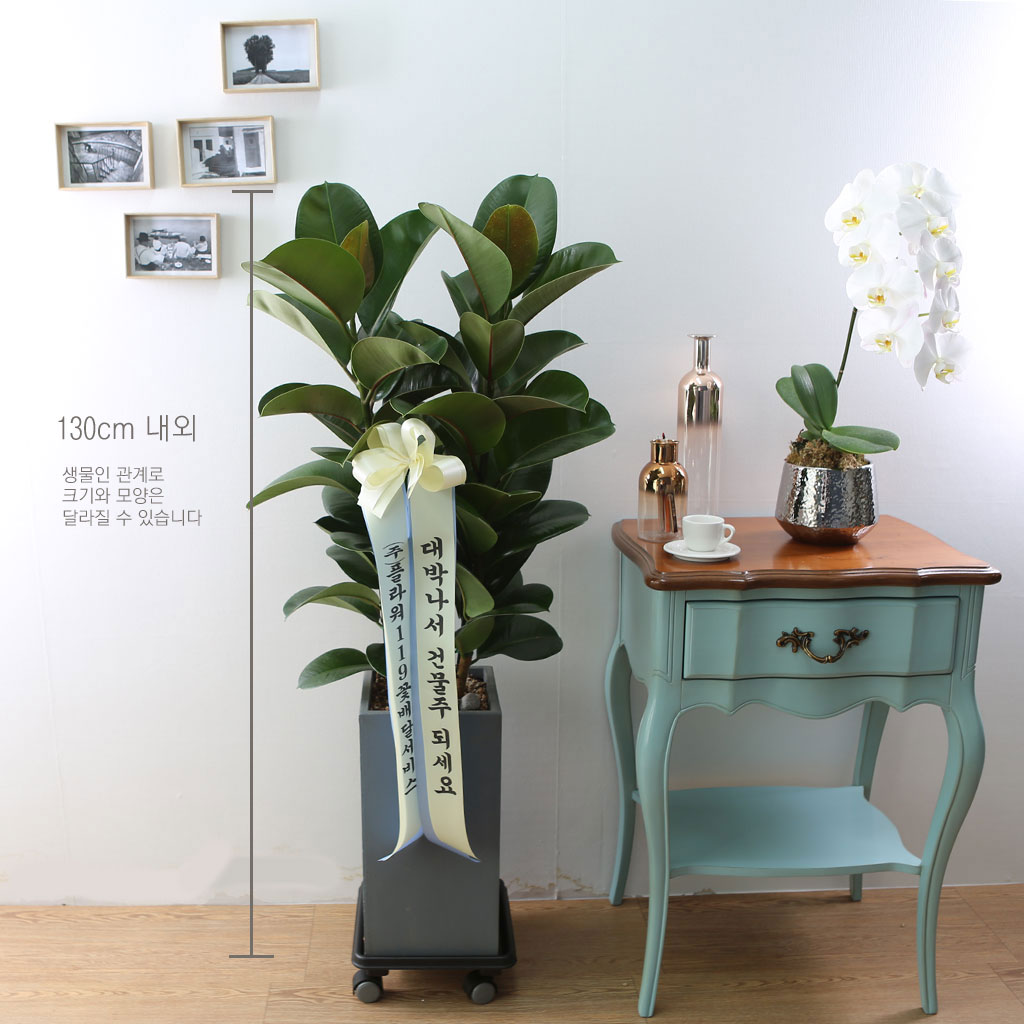 Indoor garden °í¹«³ª¹«