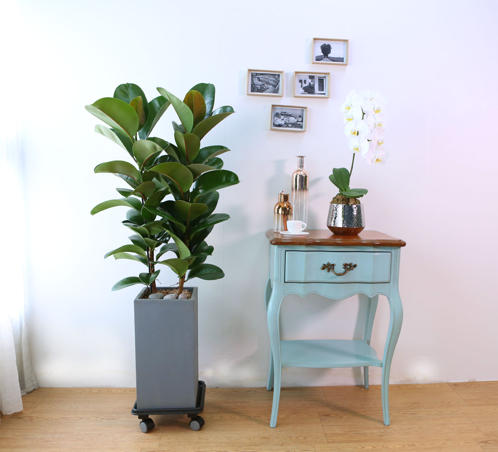 Indoor garden °í¹«³ª¹«