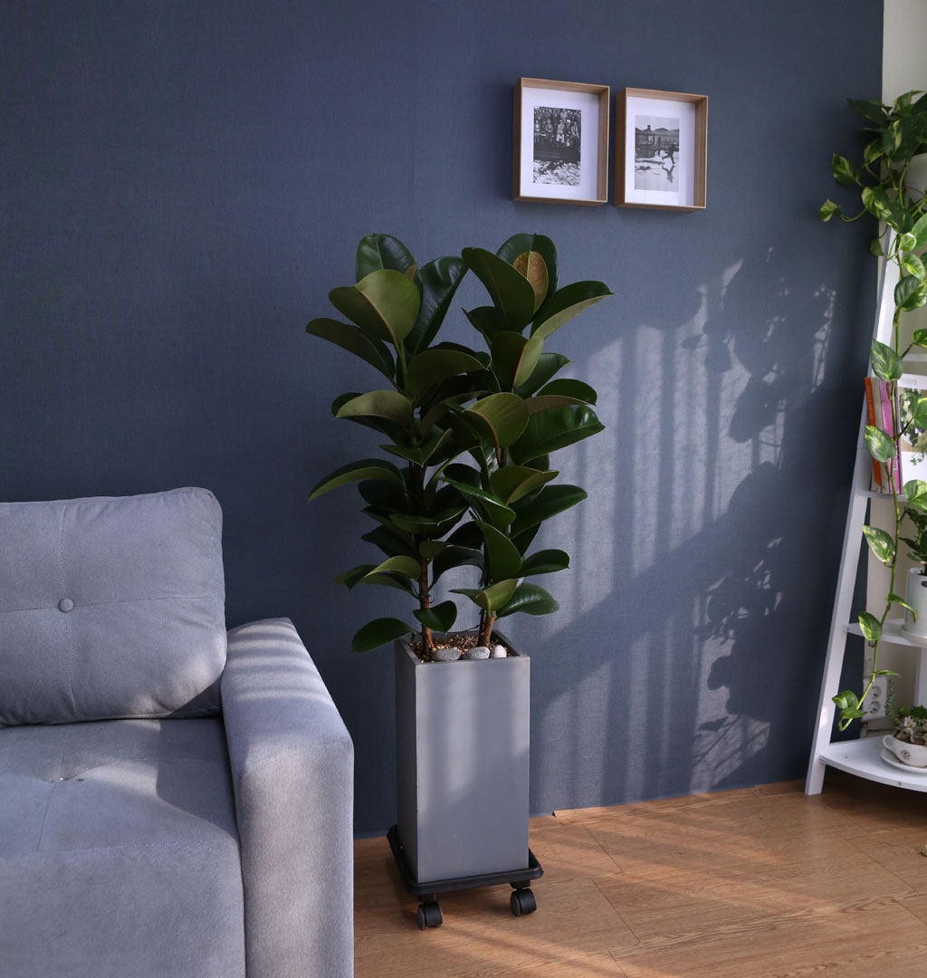 Indoor garden °í¹«³ª¹«