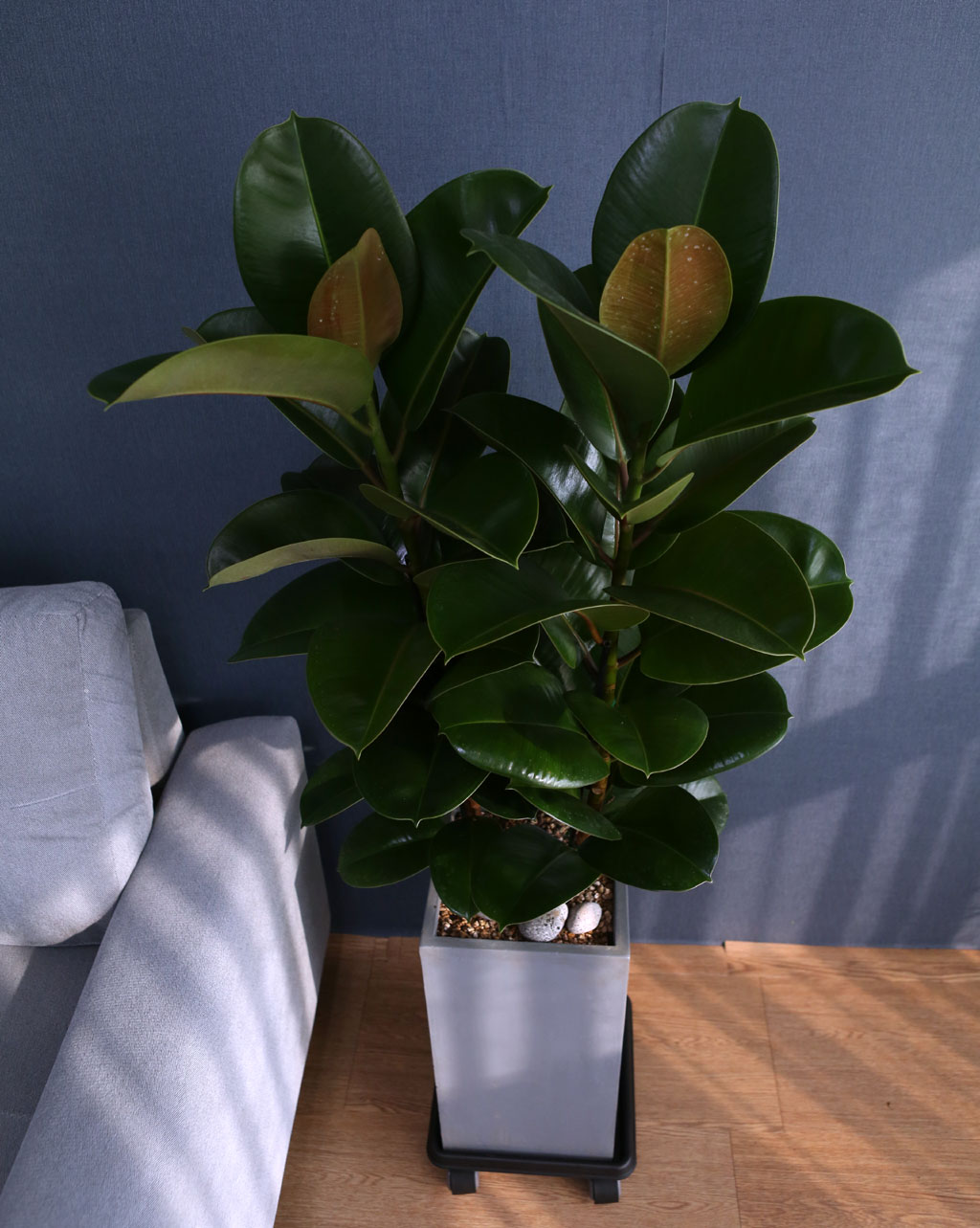 Indoor garden °í¹«³ª¹«