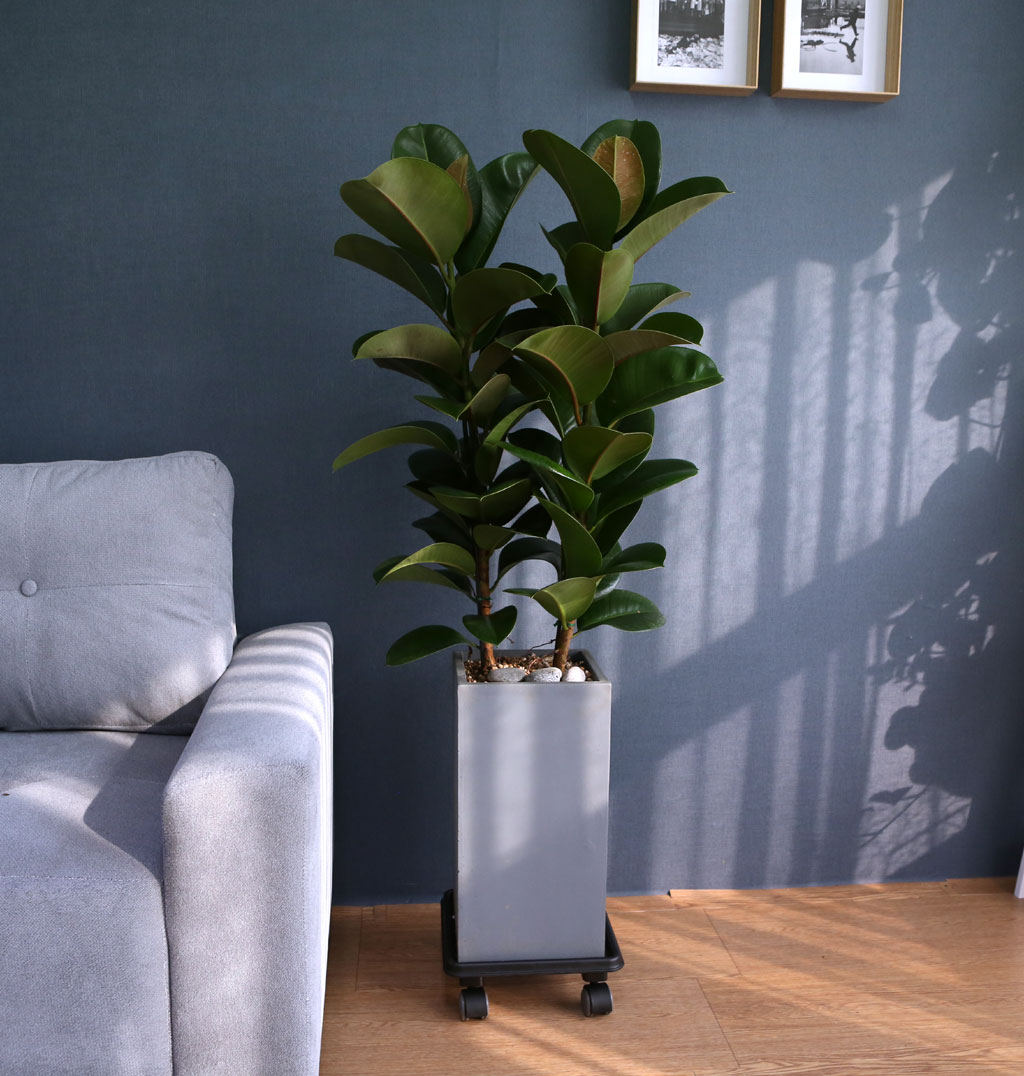 Indoor garden °í¹«³ª¹«