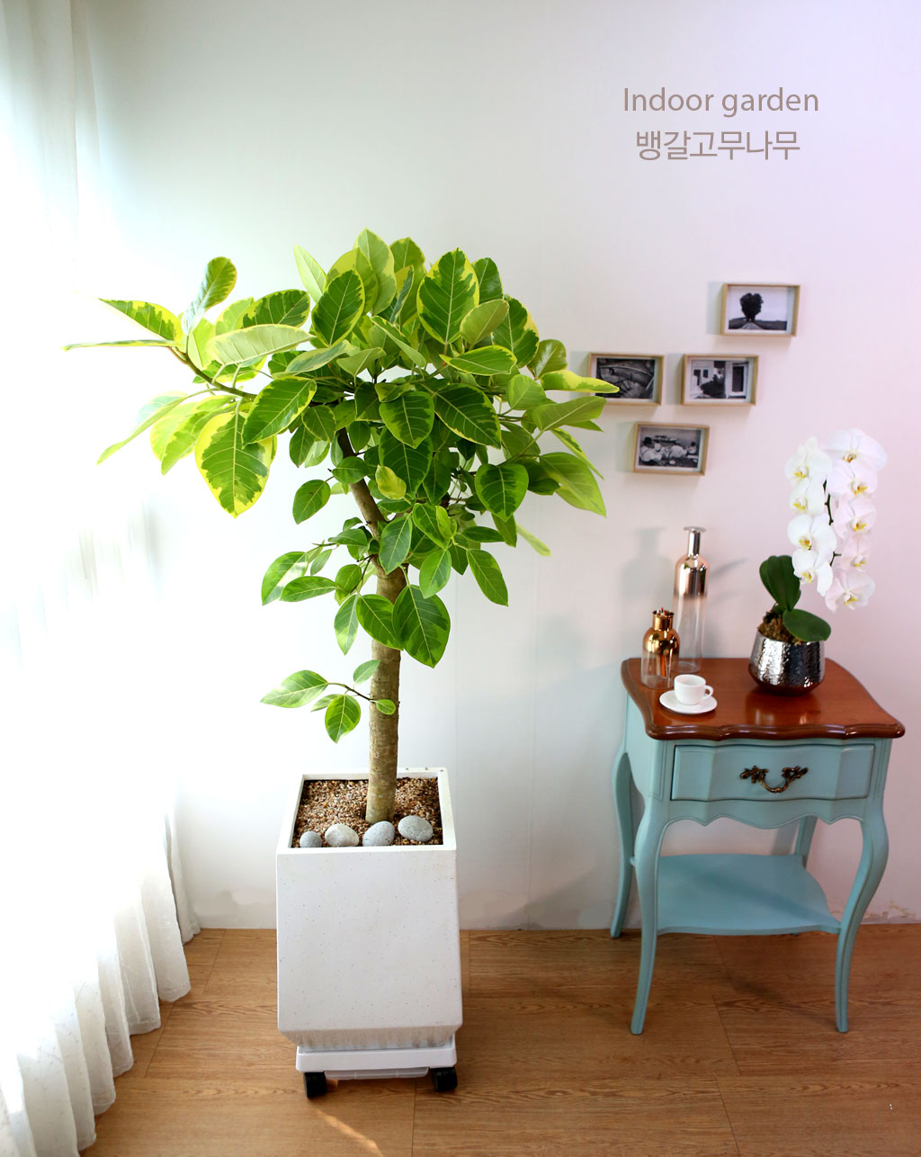 Indoor garden ¹ð°¥°í¹«³ª¹« ²ÉÁý ²É¹è´Þ