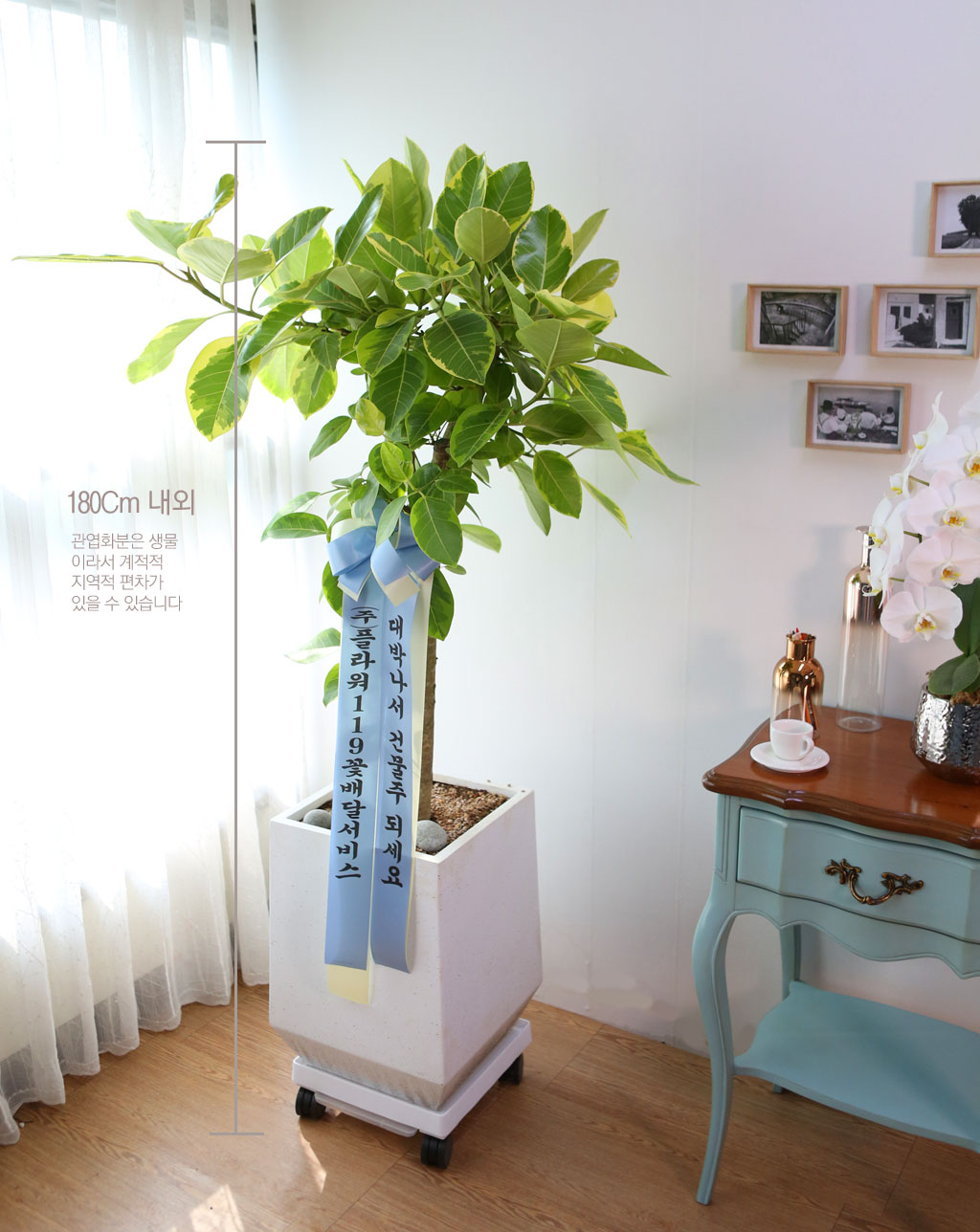 Indoor garden ¹ð°¥°í¹«³ª¹« ²ÉÁý ²É¹è´Þ