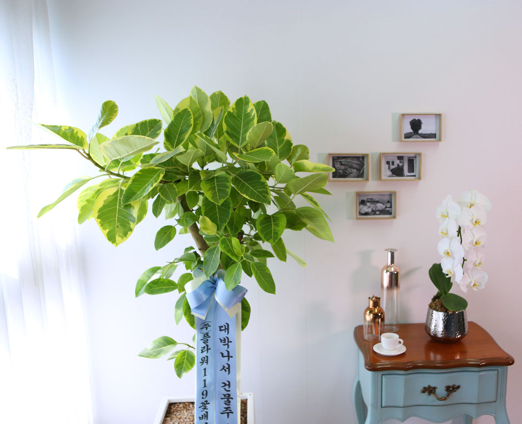 Indoor garden ¹ð°¥°í¹«³ª¹« ²ÉÁý ²É¹è´Þ