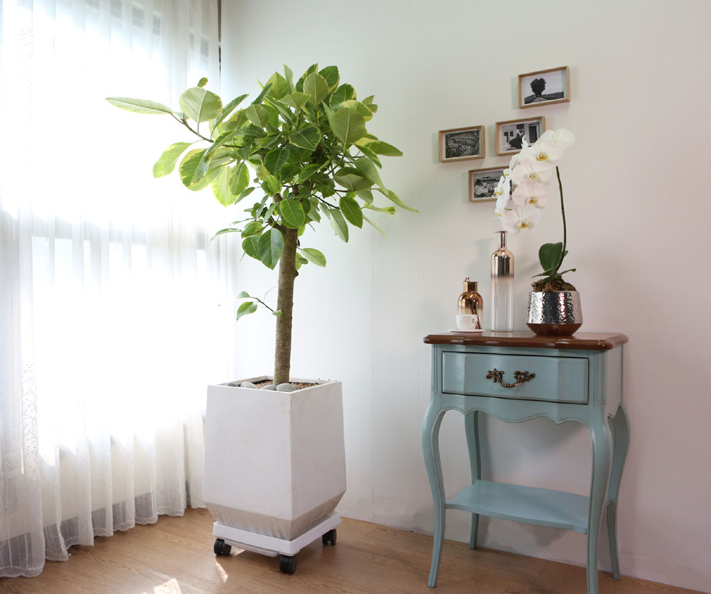 Indoor garden ¹ð°¥°í¹«³ª¹« ²ÉÁý ²É¹è´Þ