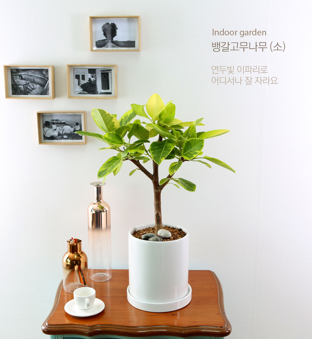 []Indoor garden 𰥰() (ȭ⺯)  ɹ