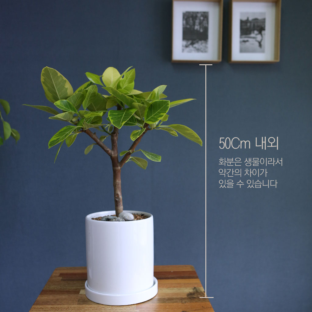 []Indoor garden 𰥰() (ȭ⺯)  ɹ