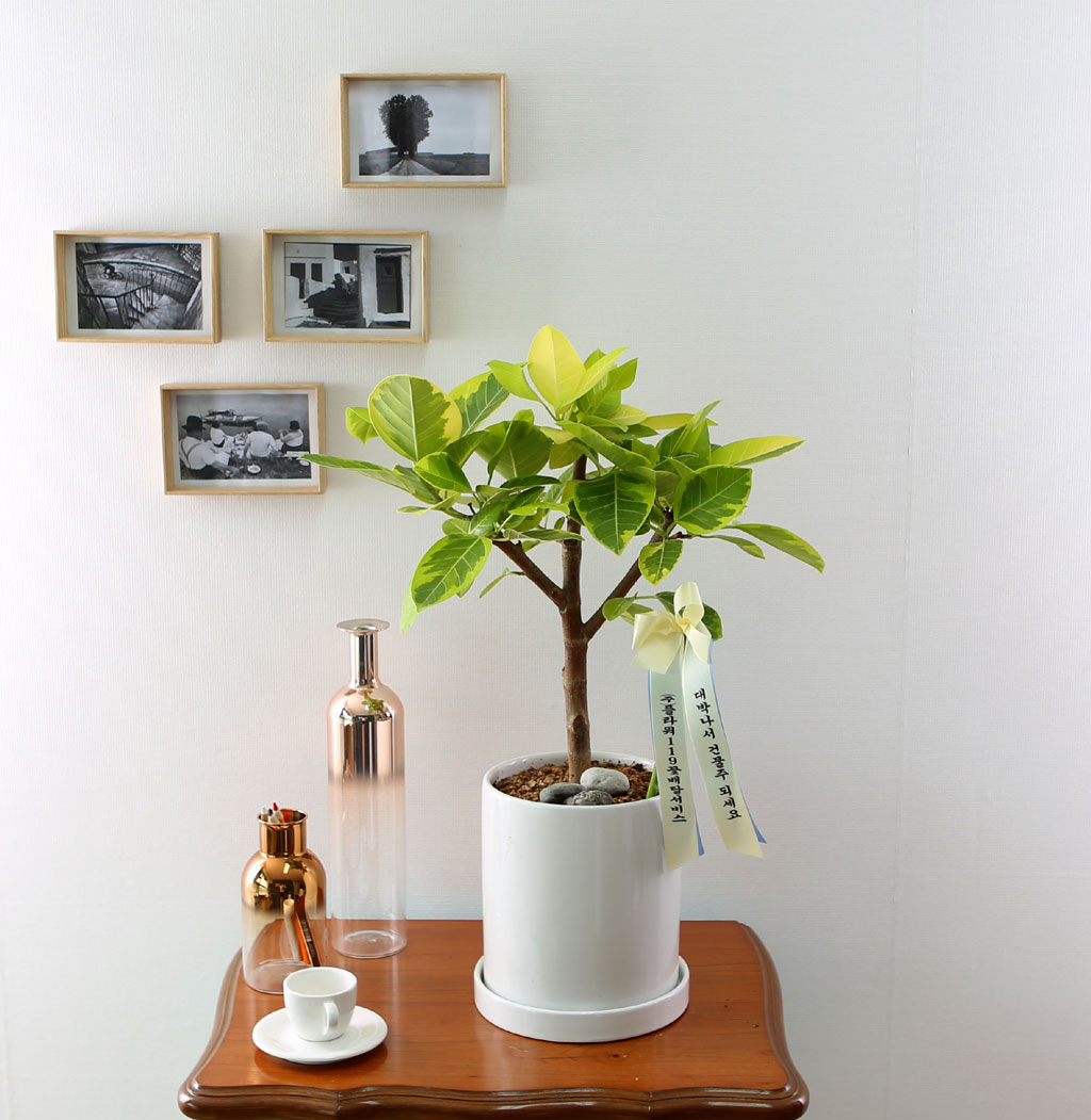 []Indoor garden 𰥰() (ȭ⺯)  ɹ