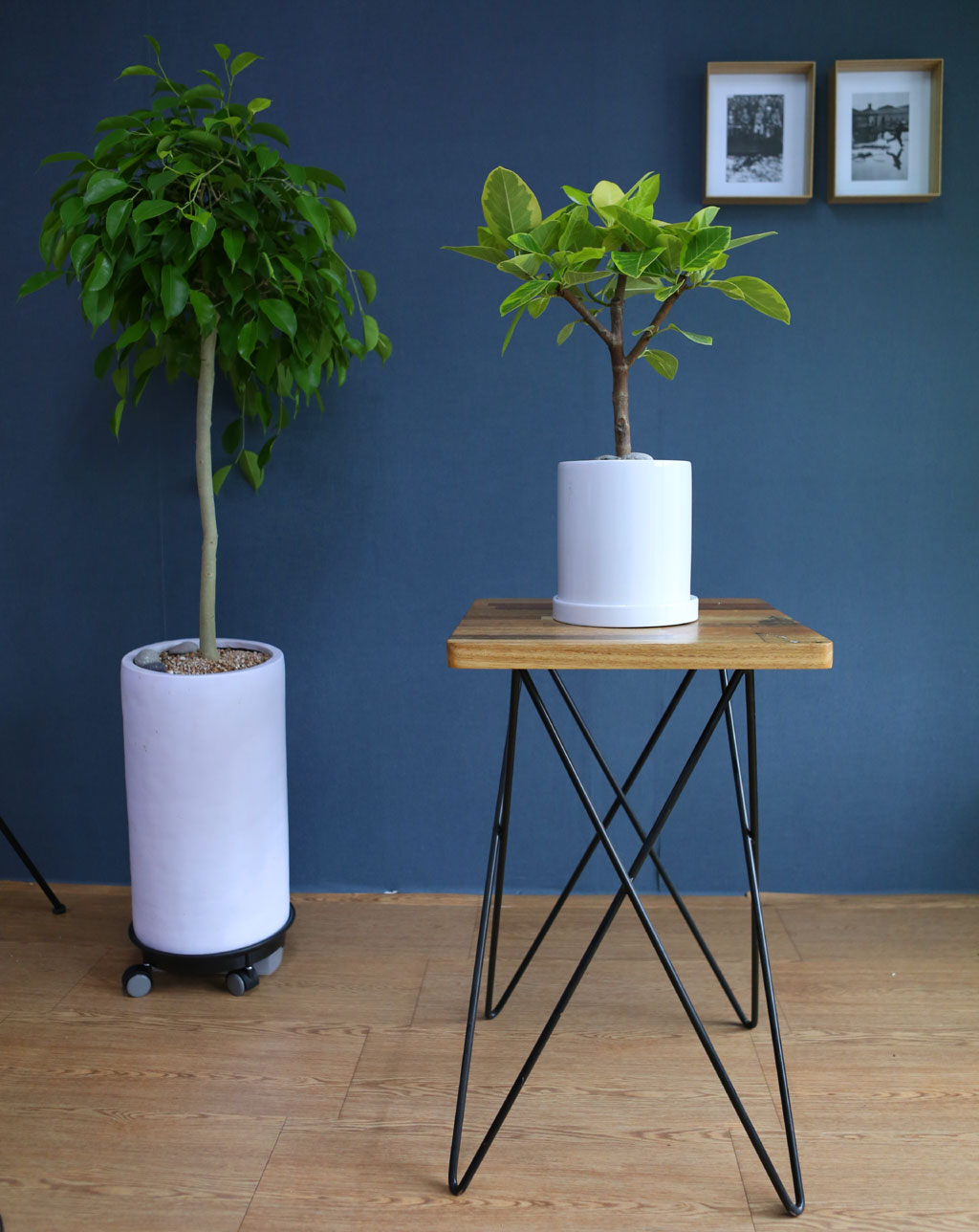 []Indoor garden 𰥰() (ȭ⺯)  ɹ