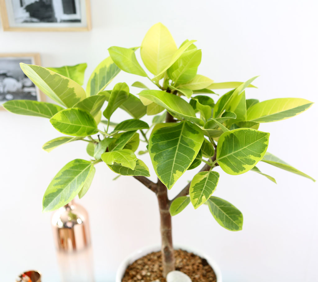 []Indoor garden 𰥰() (ȭ⺯)  ɹ