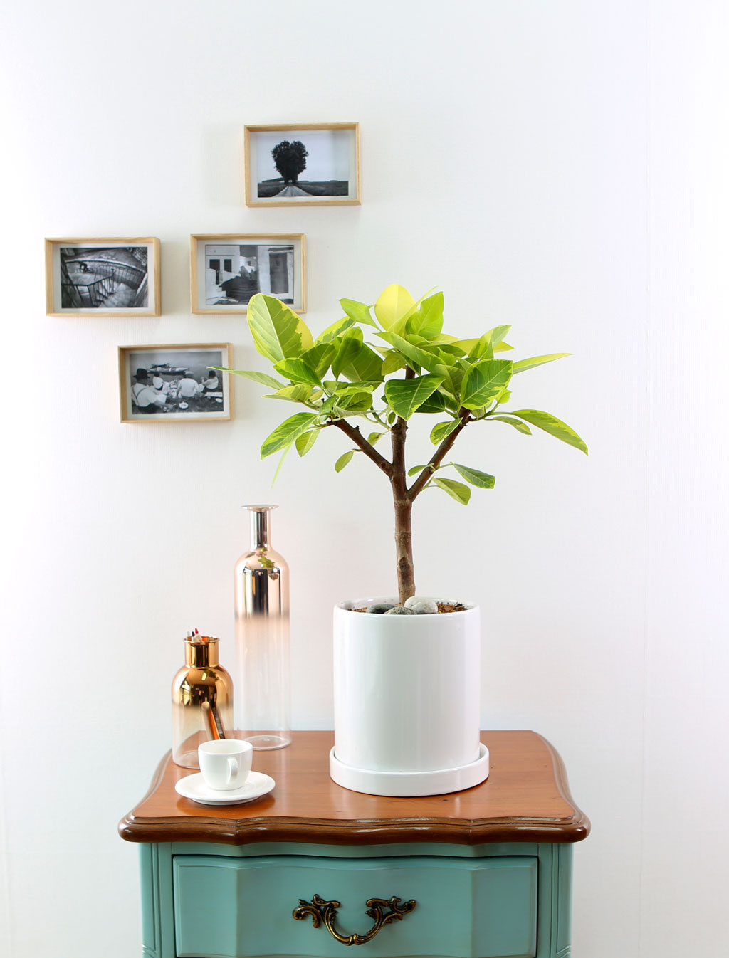 []Indoor garden 𰥰() (ȭ⺯)  ɹ