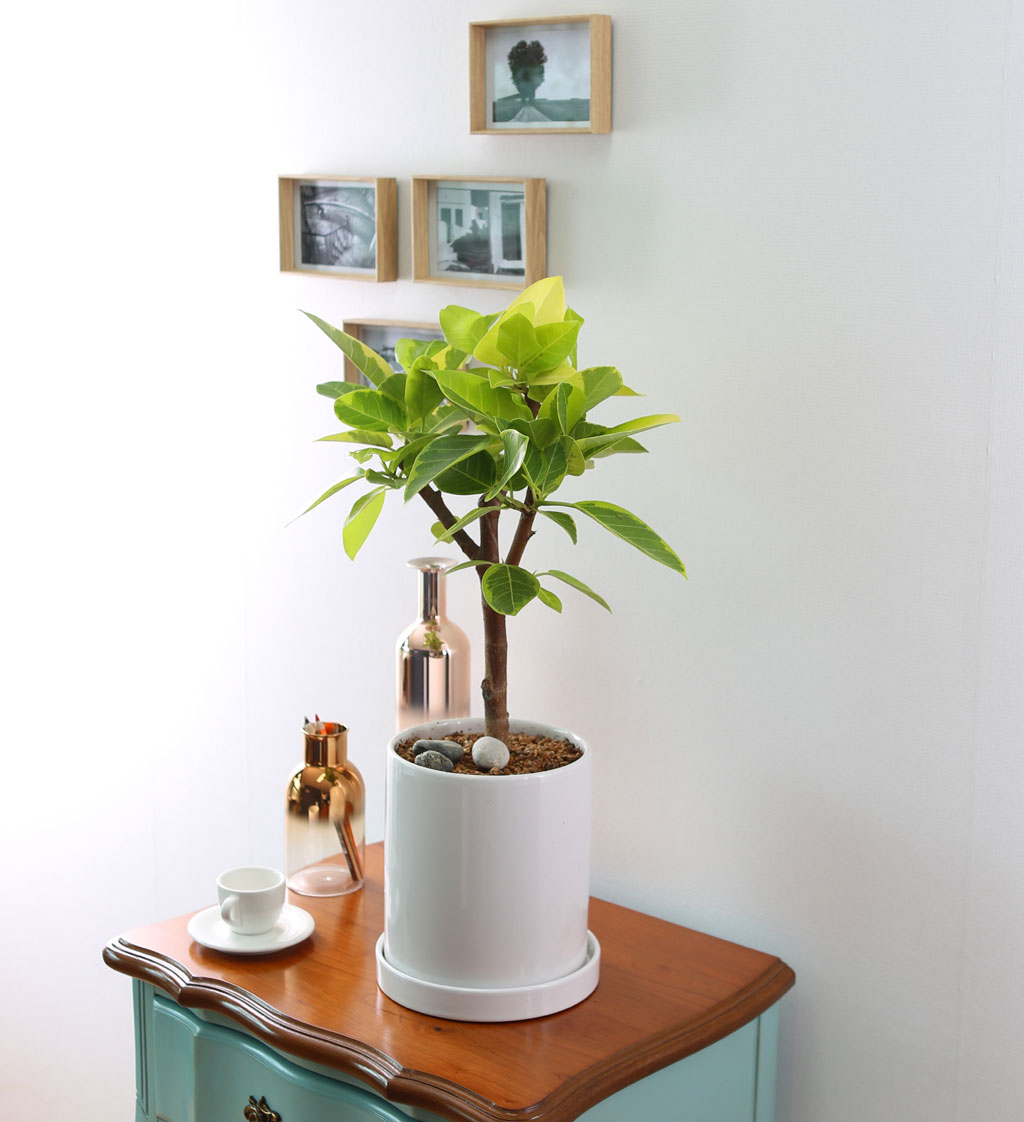 []Indoor garden 𰥰() (ȭ⺯)  ɹ