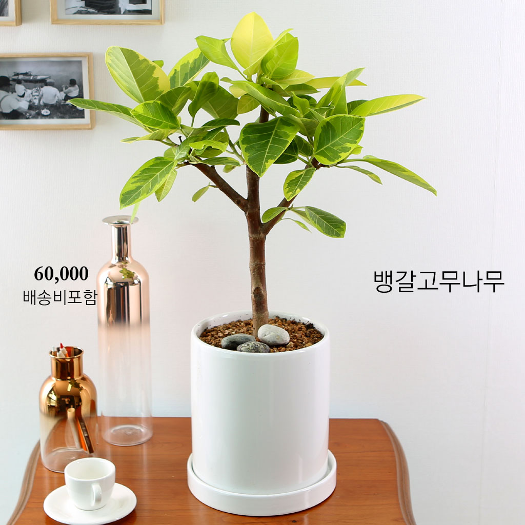 []Indoor garden 𰥰() (ȭ⺯)  ɹ