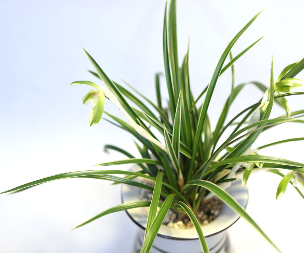 Office & Nature ���� ���� �ɹ��