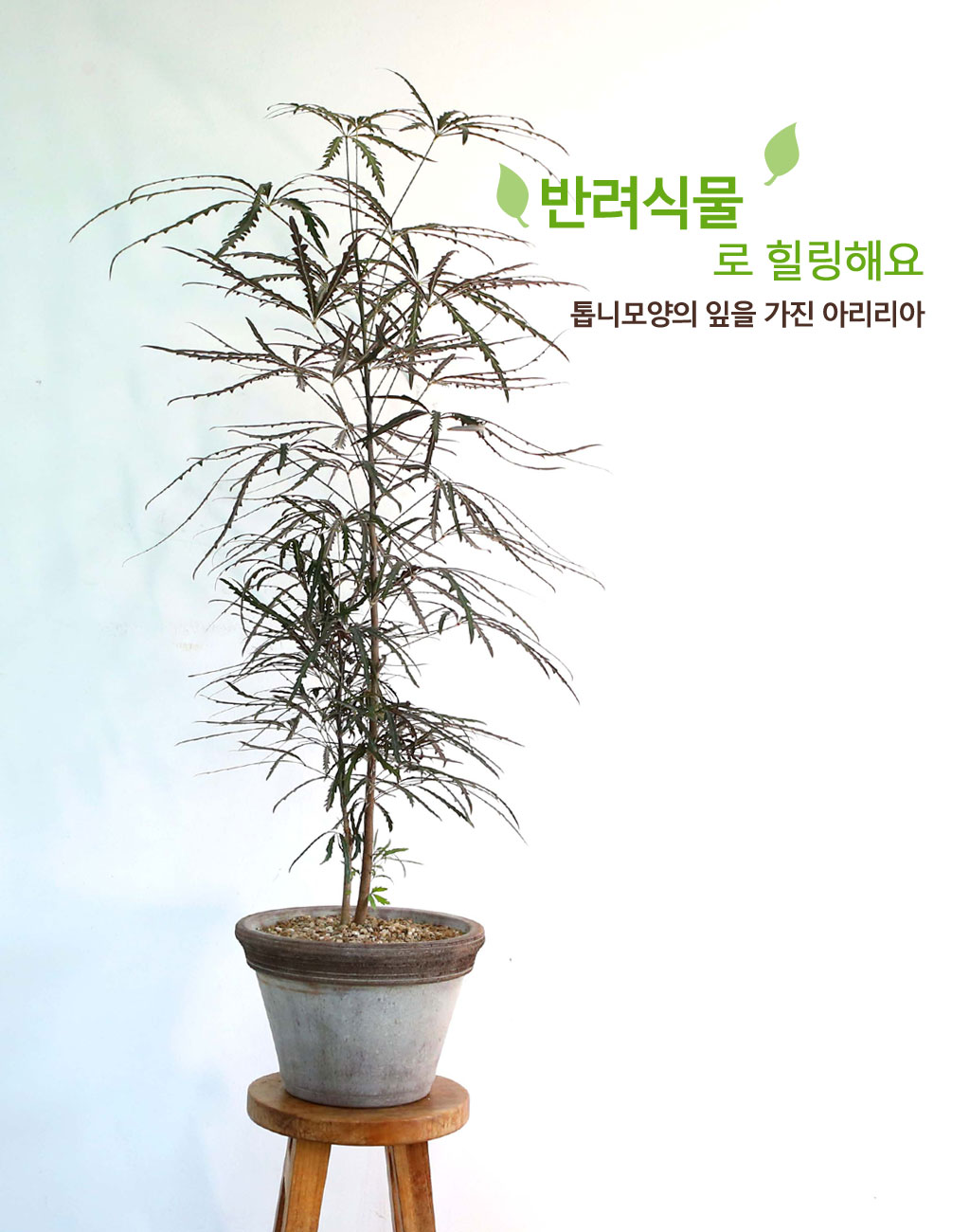 ׸ Ĺ - ƶ󸮾 ()  ɹ