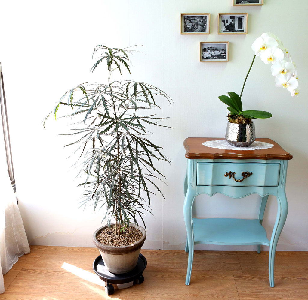 ׸ Ĺ - ƶ󸮾 ()  ɹ