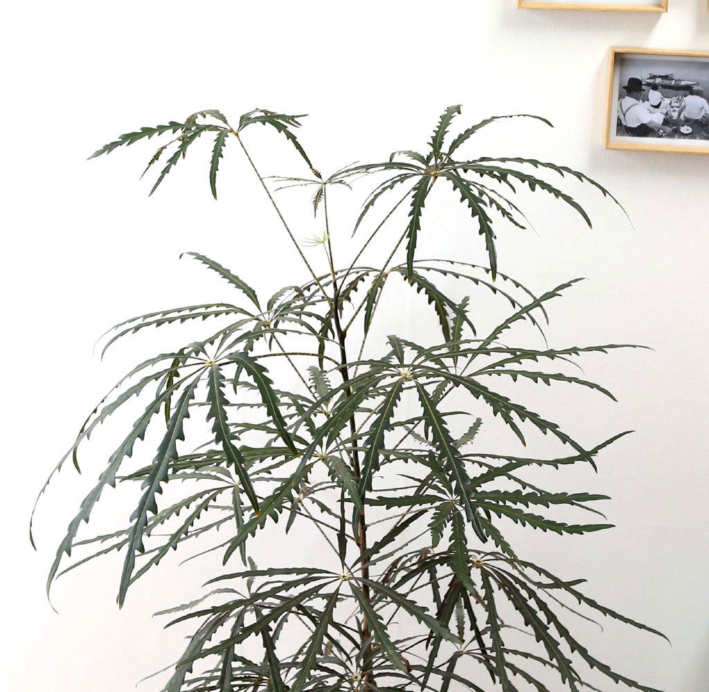 ׸ Ĺ - ƶ󸮾 ()  ɹ