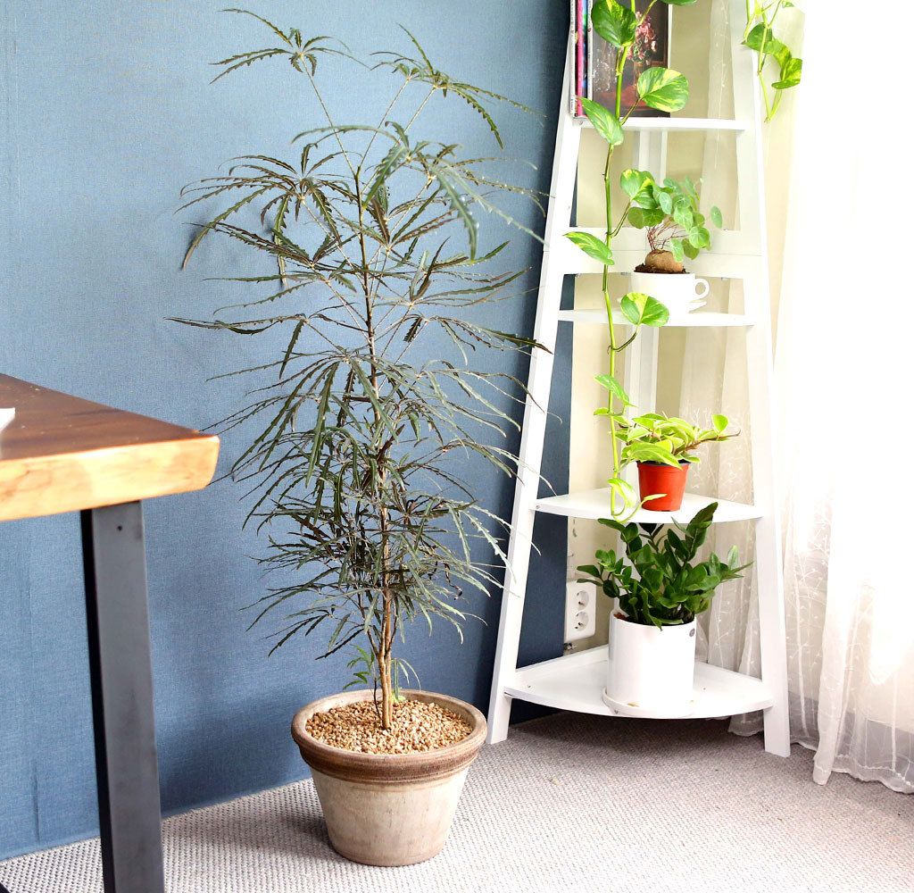 ׸ Ĺ - ƶ󸮾 ()  ɹ