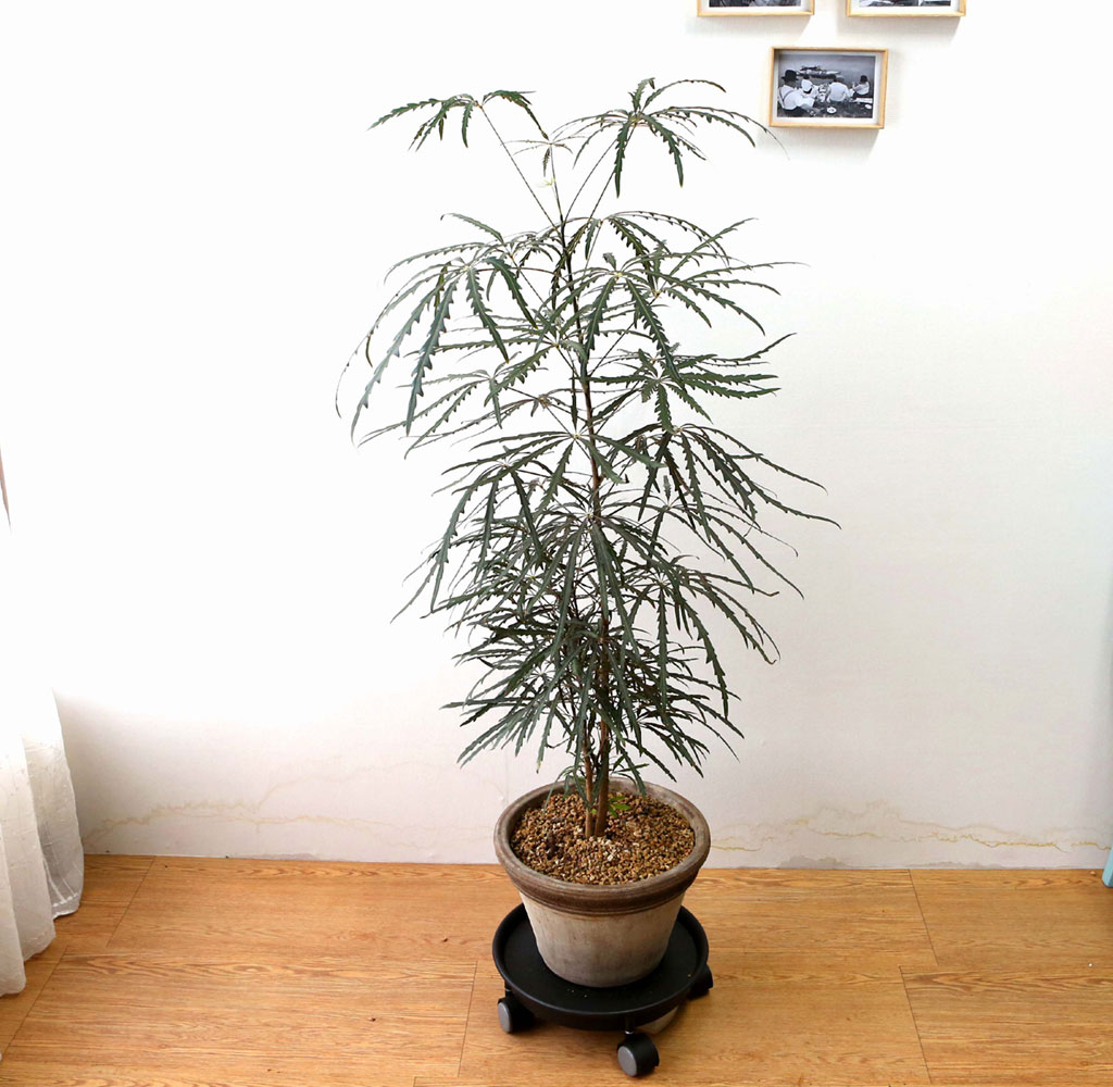 ׸ Ĺ - ƶ󸮾 ()  ɹ