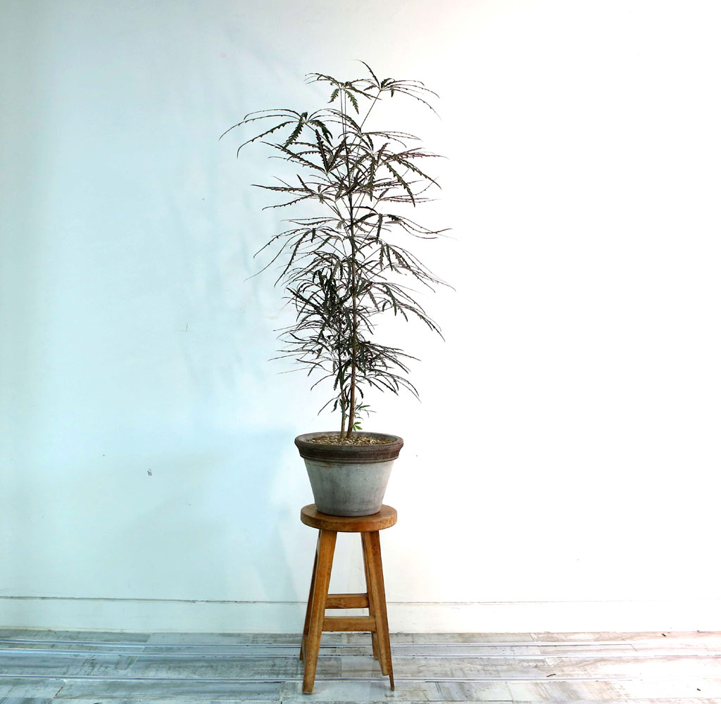 ׸ Ĺ - ƶ󸮾 ()  ɹ