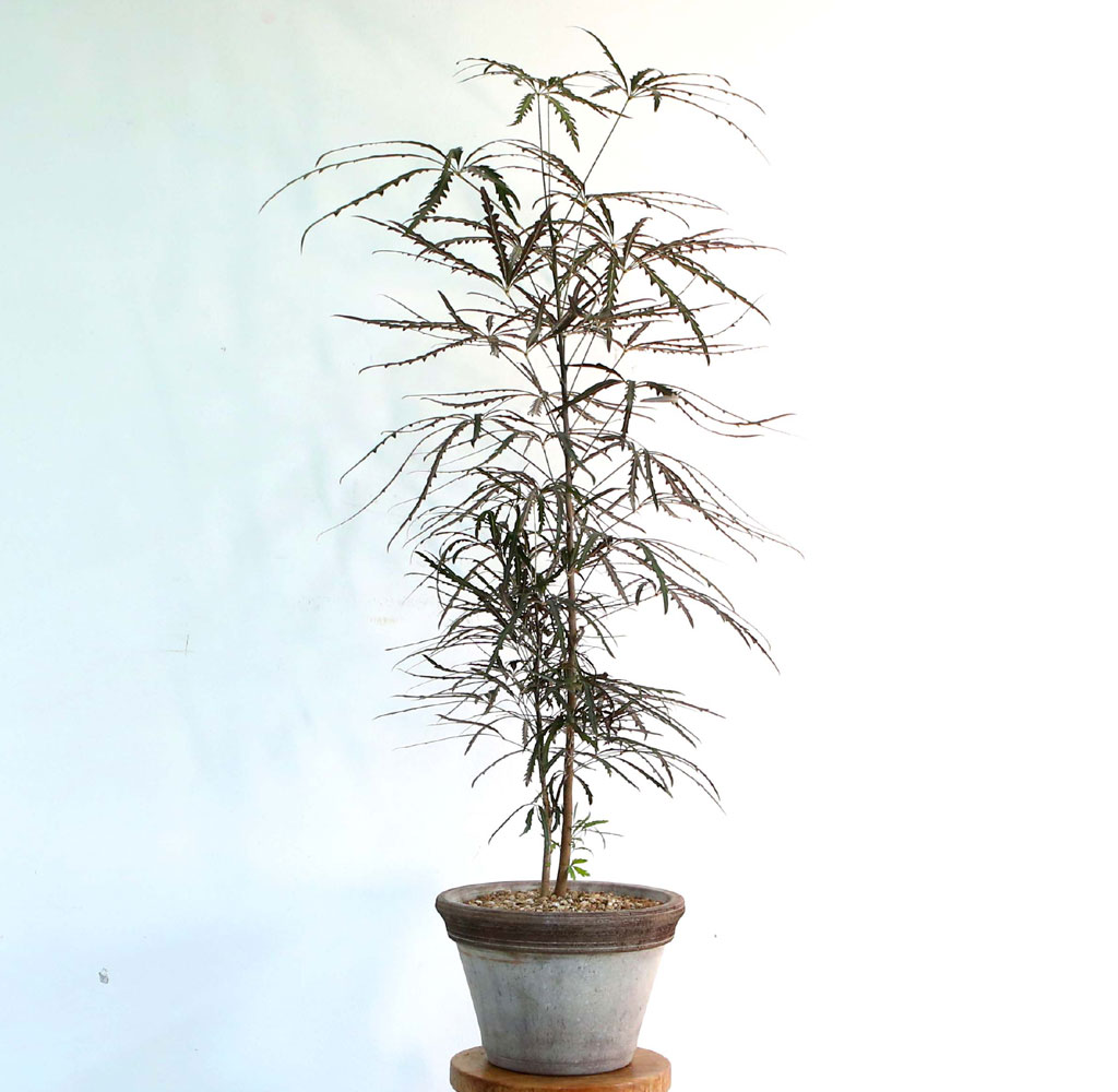 ׸ Ĺ - ƶ󸮾 ()  ɹ