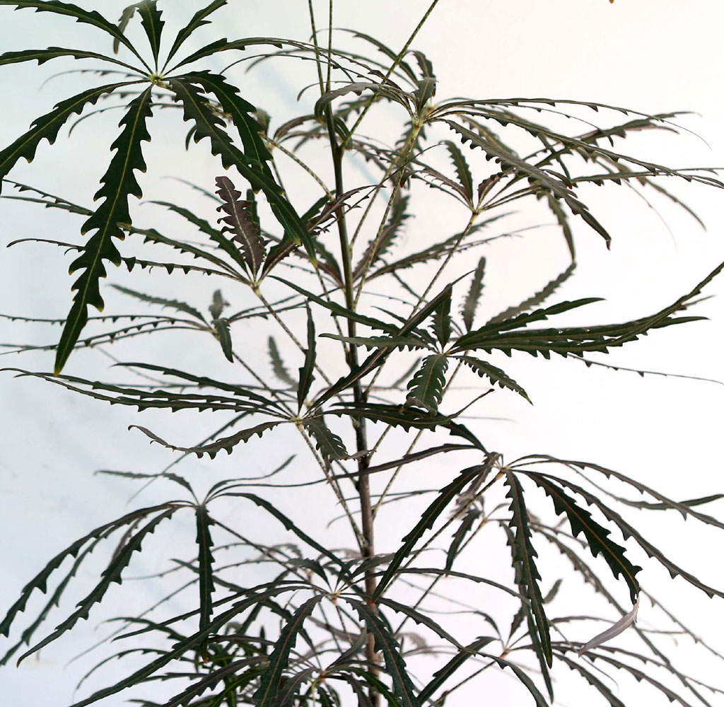 ׸ Ĺ - ƶ󸮾 ()  ɹ