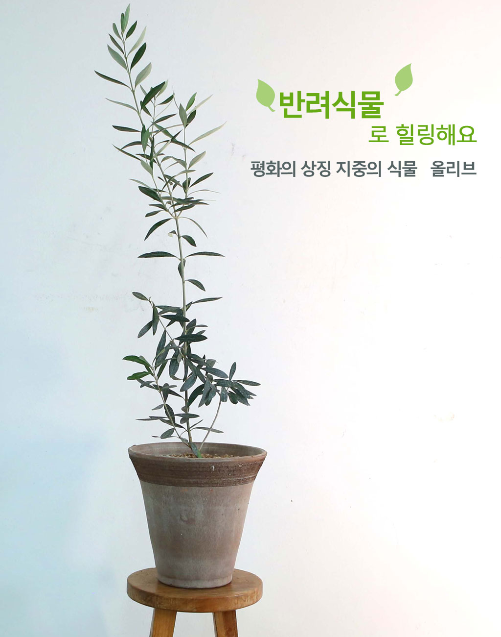 ݷĹ ؿ - ȭ ¡  Ĺ ø