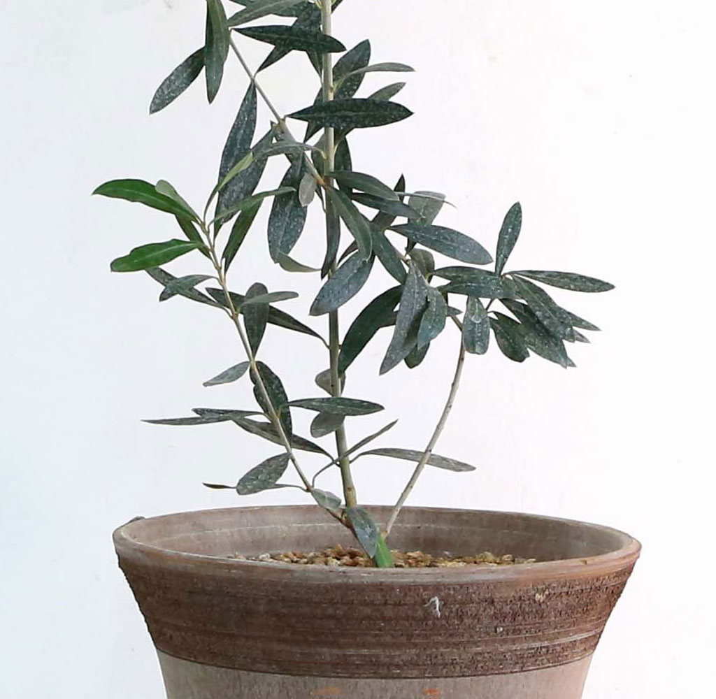 ݷĹ ؿ - ȭ ¡  Ĺ ø