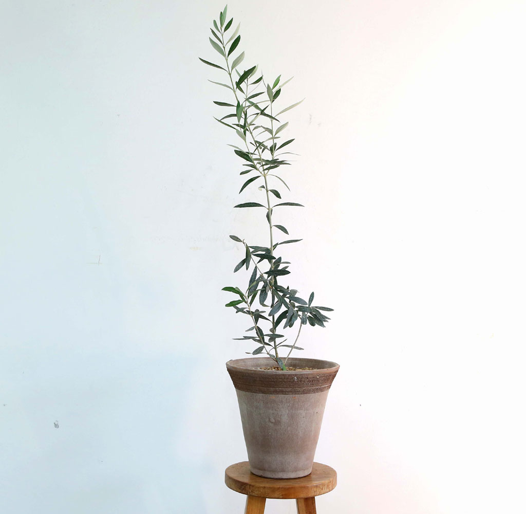 ݷĹ ؿ - ȭ ¡  Ĺ ø