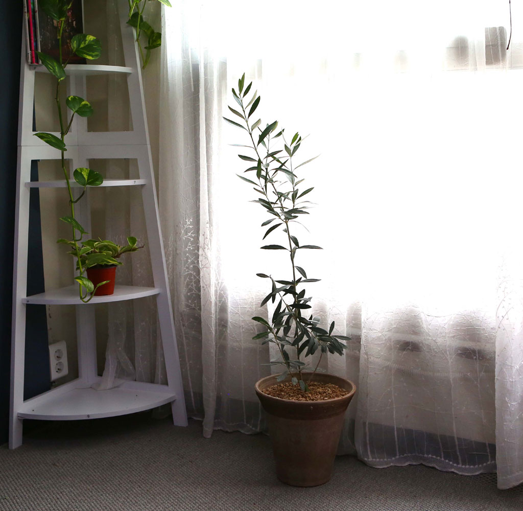 ݷĹ ؿ - ȭ ¡  Ĺ ø